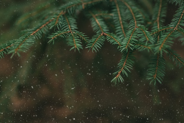 tree branches with snow, close up of pine needles.