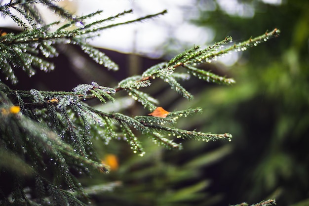 Tree branches with water drops Autumn rainy weather