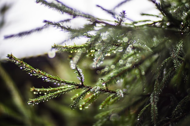 Tree branches with water drops Autumn rainy weather