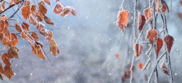 Tree branches with withered autumn leaves on a blurred background during a snowfall. Christmas and New Year background