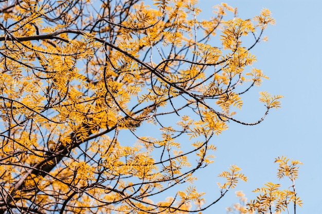 Tree branches with yellow leaves