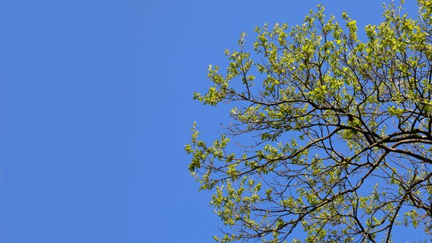 Tree branches with young green leaves on a blue sky background, summer background