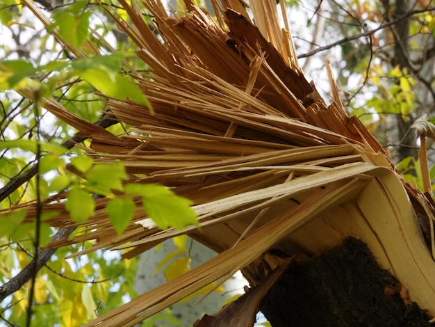 a tree broken by a hurricane