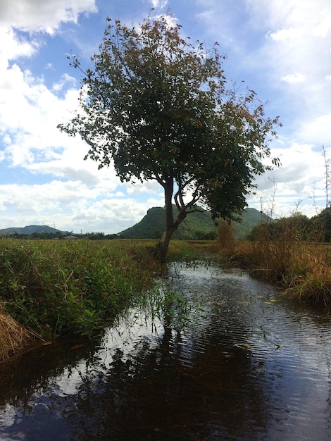 Photo tree by river against sky