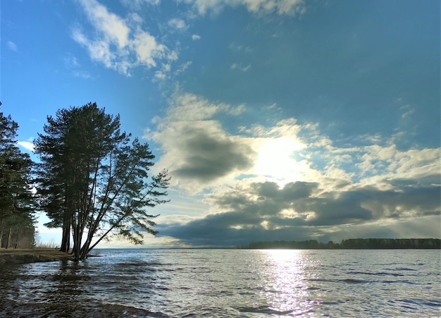 Tree by the water. Nature landscape. Summer rest. Camping.