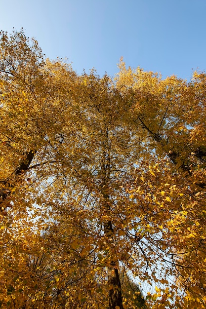 Tree changes in the park in the autumn season