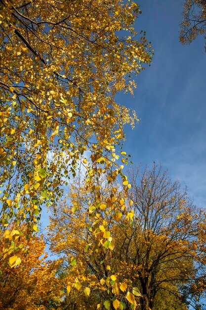 Tree changes in the park in the autumn season