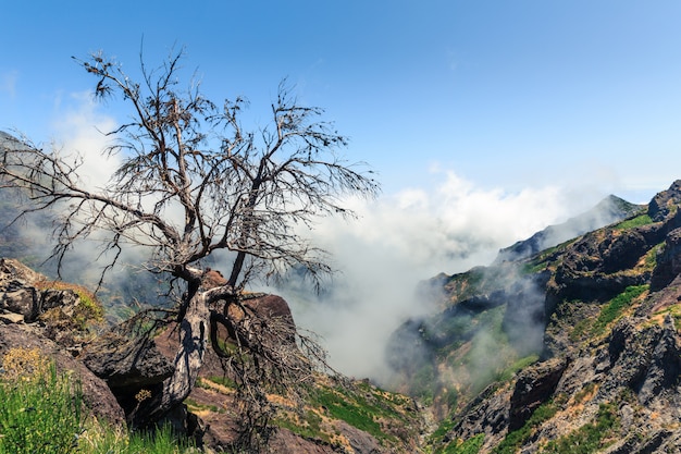 Tree above the clouds