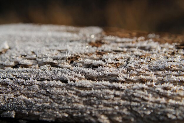 Tree covered with frost close-up