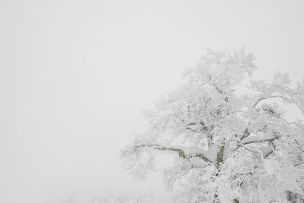 Tree covered with snow  on winter storm day in  forest mountains 