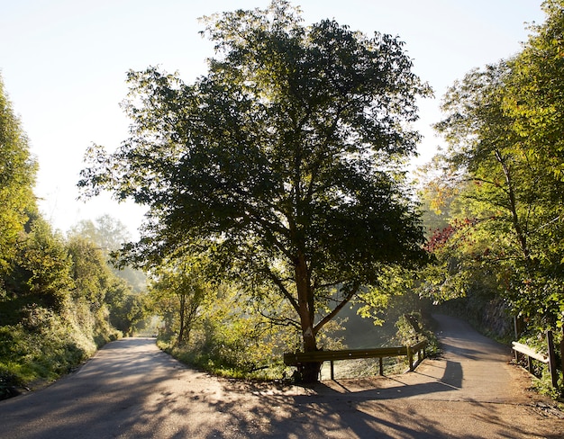 Tree in a curve of the road illuminated by backlighting