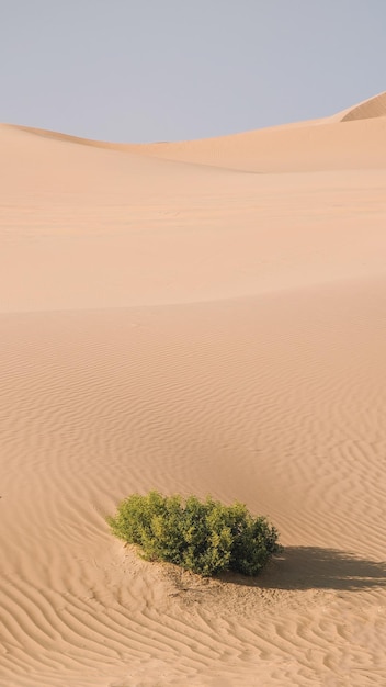 A tree in the desert with the sun shining on it