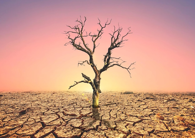 The tree dies on the barren soil The drought kills the trees concept of environmental change and global warming