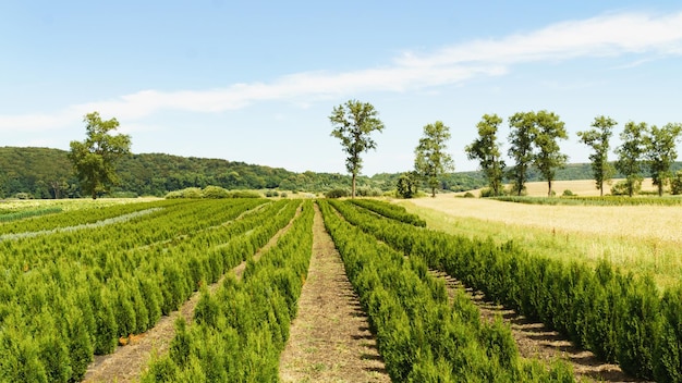 Tree farm nursery plantation with rows of thuja coniferum cyprus pine trees