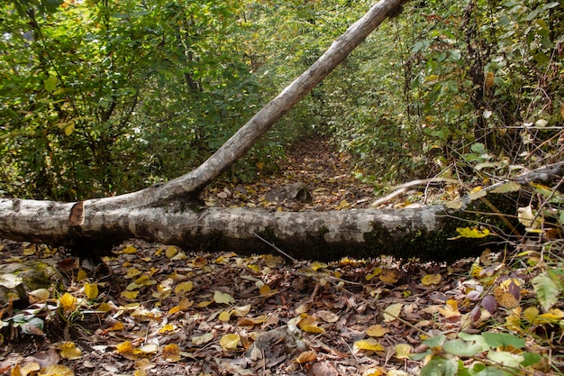 The tree fell down the forest path