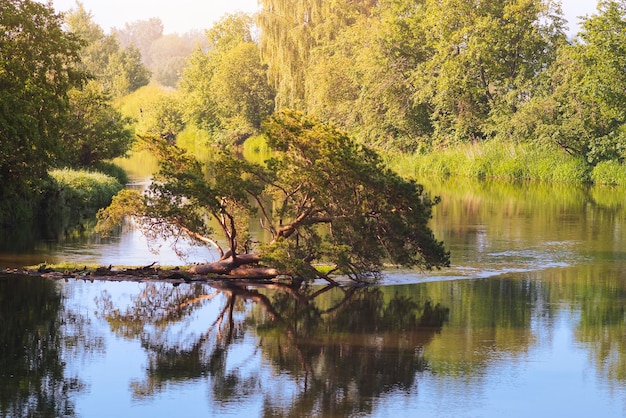 A tree fell into a river a pine fell into a riverbed during a flood