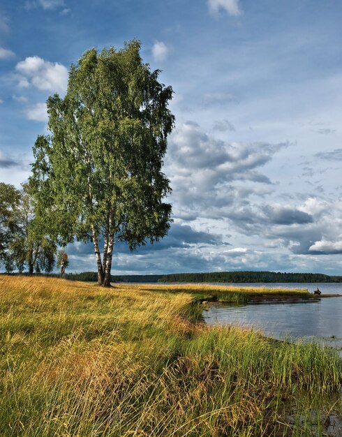 Tree on field by lake against sky