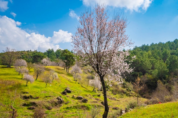 A tree in a field of green grass with a blue sky and white clouds