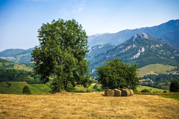 Tree in a field in Picos de Europa Asturias Spain