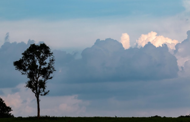 A tree in a field with a blue sky and a white cloud