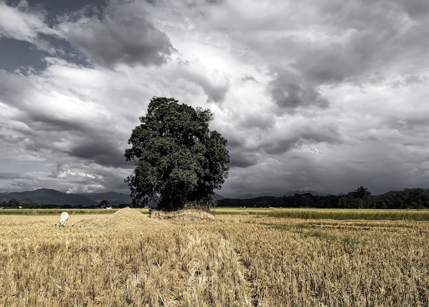 tree in the field with cow Thailand