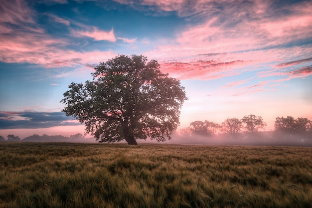 Tree in field