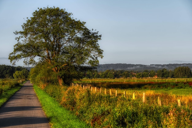 Tree in Field