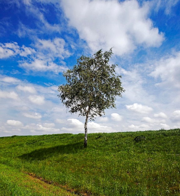 Tree in the field