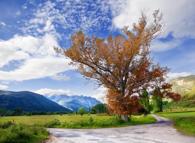 Tree and fields.