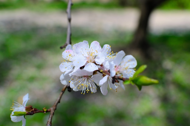 Tree flowers close-up