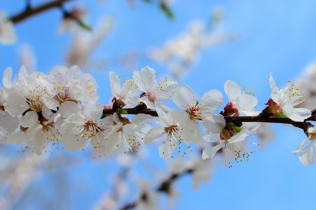 Tree flowers macro