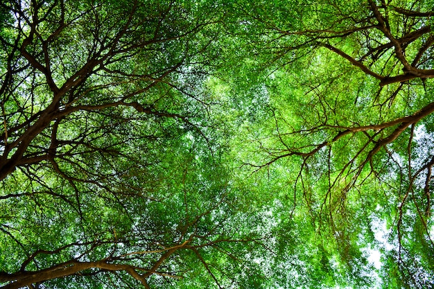 Tree in the forest. nature green wood sunlight backgrounds.