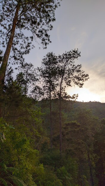 A tree in the forest with the sun setting behind it