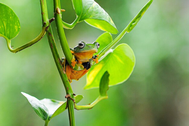 tree frog on a leaf tree frog frog flying frog