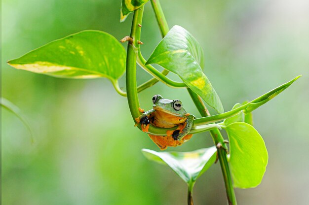 tree frog on a leaf tree frog frog flying frog