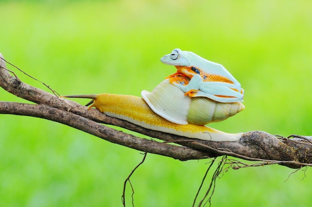 A tree frog rides an albino snail