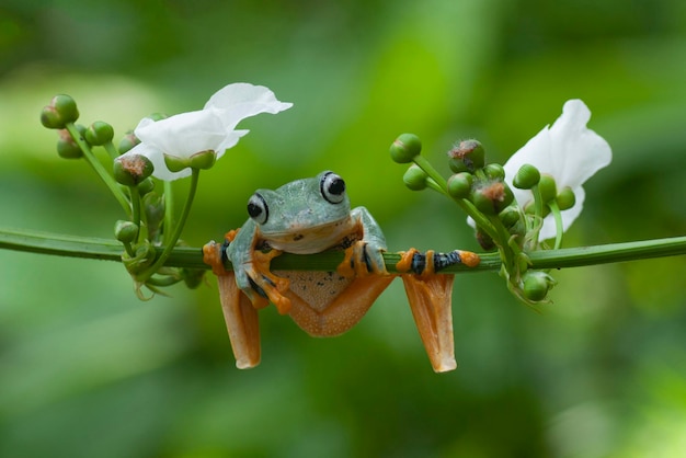 tree frog