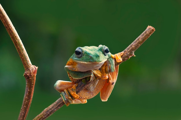 Tree Frogs Flying Frog sitting on a Branch with Bokeh Background