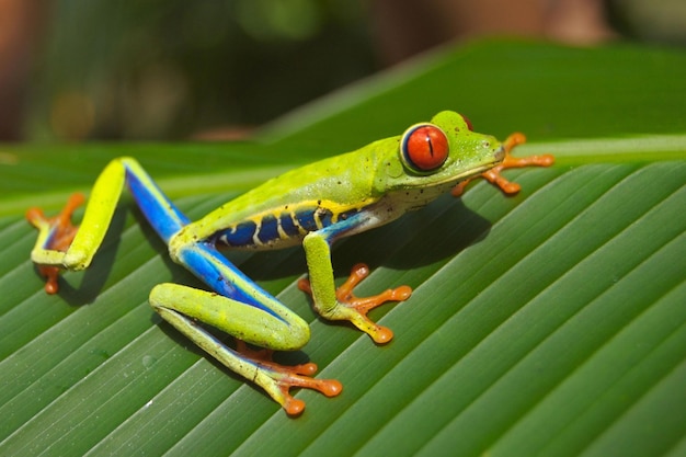 Tree Frogs Perched on Leaves A Delicate Balance in Nature