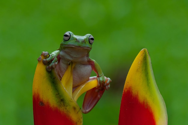 Tree Frogs sitting on a Heliconia with Bokeh Background