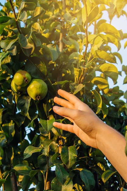 Tree full of green quince in the garden Male hand harvests quince in the garden Farmers hands with freshly picked quince