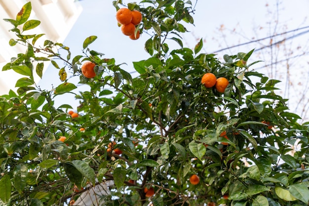 A tree full of oranges is in the middle of a city