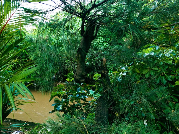 tree in garden with tropical river background 