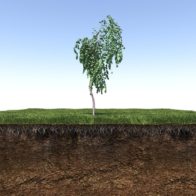 tree on the grass and a slice of soil under it, 3d render