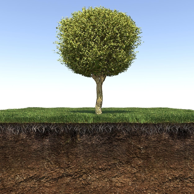 tree on the grass and a slice of soil under it, 3d render