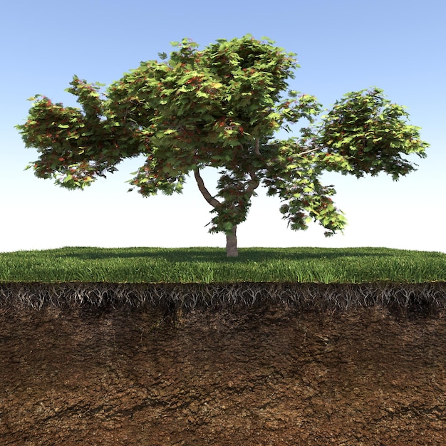 tree on the grass and a slice of soil under it, 3d render