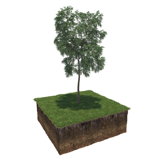 tree on the grass and a slice of soil under it, 3d render