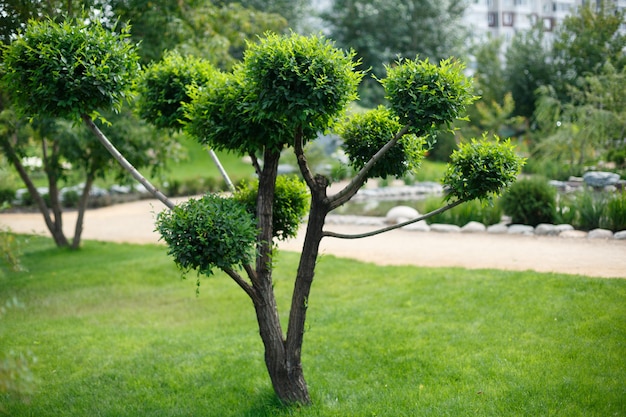 Tree on green grass in japanese style garden