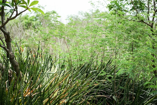 Tree and green leaf with blur background.