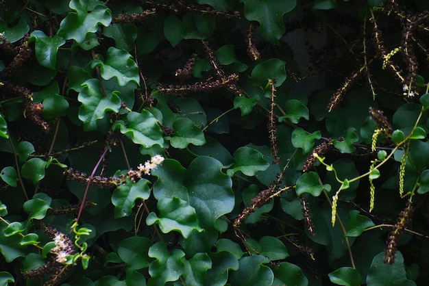 Tree green leaves texture background